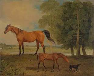 Zuchtstute mit Fohlen und ein Terrier